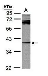Anti-DUSP7 antibody [C1C3] used in Western Blot (WB). GTX109289