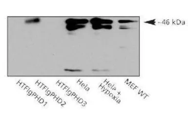 Anti-PHD2 antibody used in Western Blot (WB). GTX10930