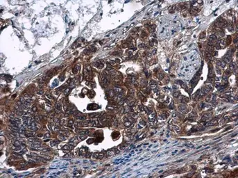 Anti-DNase I antibody [N1C3] used in IHC (Paraffin sections) (IHC-P). GTX109306