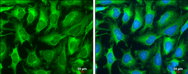 Anti-DNase I antibody [N1C3] used in Immunocytochemistry/ Immunofluorescence (ICC/IF). GTX109306