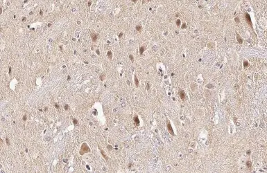 Anti-DNase I antibody [N1C3] used in IHC (Paraffin sections) (IHC-P). GTX109306