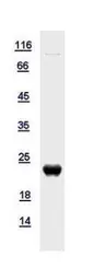 Human XG protein, His tag. GTX109316-pro