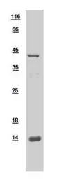 Human GnRH1 protein, His tag. GTX109324-pro