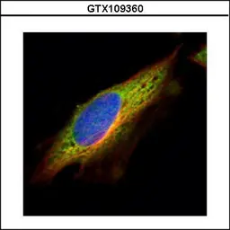 Anti-EPHX1 antibody used in Immunocytochemistry/ Immunofluorescence (ICC/IF). GTX109360