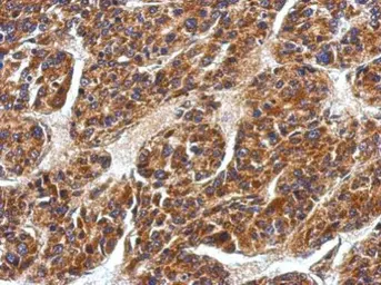 Anti-EDAR antibody used in IHC (Paraffin sections) (IHC-P). GTX109388