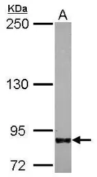 Anti-IFT80 antibody used in Western Blot (WB). GTX109393
