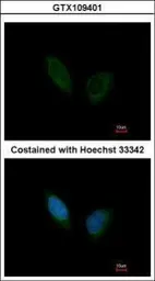 Anti-PHKA1 antibody [C2C3], C-term used in Immunocytochemistry/ Immunofluorescence (ICC/IF). GTX109401