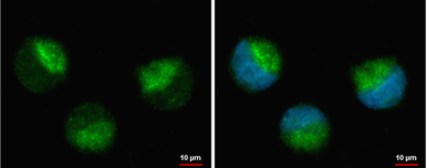 Anti-MAP3K14 antibody used in Immunocytochemistry/ Immunofluorescence (ICC/IF). GTX109419