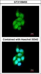 Anti-BAIAP2L1 antibody [N1C1] used in Immunocytochemistry/ Immunofluorescence (ICC/IF). GTX109453