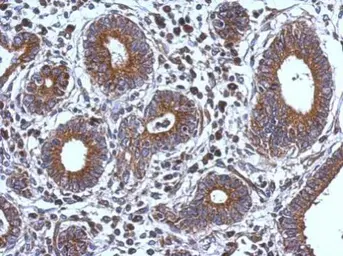 Anti-FXR2 antibody used in IHC (Paraffin sections) (IHC-P). GTX109465