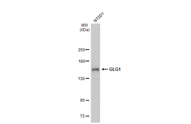 Anti-GLG1 antibody [C2C3], C-term used in Western Blot (WB). GTX109499