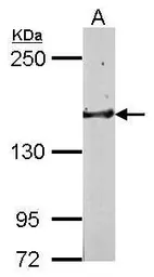 Anti-GLG1 antibody [C2C3], C-term used in Western Blot (WB). GTX109499
