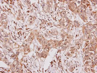 Anti-GCSF Receptor antibody [N2C1], Internal used in IHC (Paraffin sections) (IHC-P). GTX109503