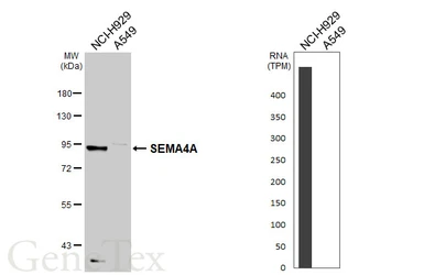 Anti-SEMA4A antibody [C1C3] used in Western Blot (WB). GTX109538