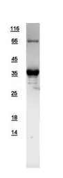 Human Syntaxin 11 protein, His tag. GTX109544-pro