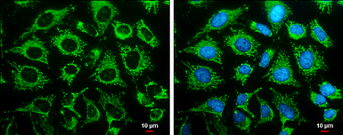 Anti-LRP130 antibody [N3C2], Internal used in Immunocytochemistry/ Immunofluorescence (ICC/IF). GTX109558