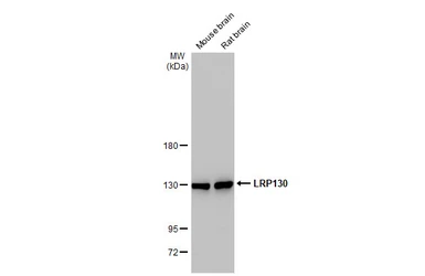 Anti-LRP130 antibody [N3C2], Internal used in Western Blot (WB). GTX109558