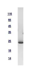 Human Proteasome 20S Beta 3 protein, His tag. GTX109566-pro