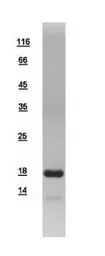 Human NDUFA12 protein, His tag. GTX109567-pro