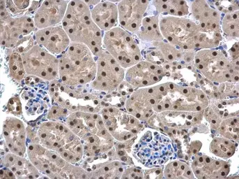 Anti-UFD1L antibody used in IHC (Paraffin sections) (IHC-P). GTX109579