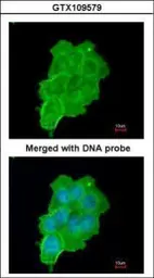 Anti-UFD1L antibody used in Immunocytochemistry/ Immunofluorescence (ICC/IF). GTX109579