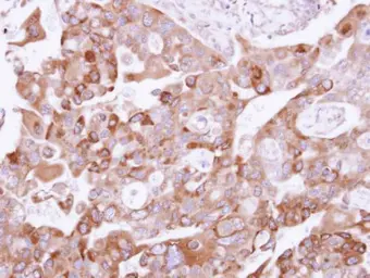 Anti-UFD1L antibody used in IHC (Paraffin sections) (IHC-P). GTX109579