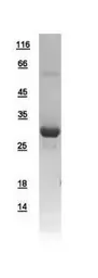 Human Ketohexokinase protein, His tag. GTX109591-pro
