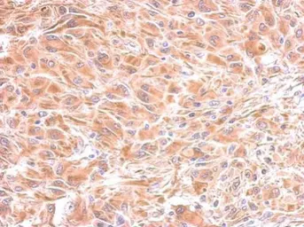Anti-IMPA1 antibody used in IHC (Paraffin sections) (IHC-P). GTX109616