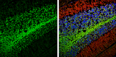 Anti-PGP9.5 antibody used in IHC (Frozen sections) (IHC-Fr). GTX109637