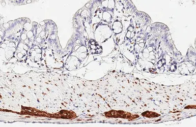 Anti-PGP9.5 antibody used in IHC (Paraffin sections) (IHC-P). GTX109637