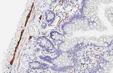 Anti-PGP9.5 antibody used in IHC (Paraffin sections) (IHC-P). GTX109637