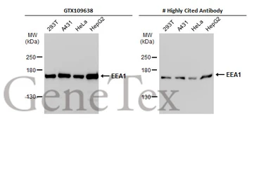 Anti-EEA1 antibody [C3], C-term used in Western Blot (WB). GTX109638