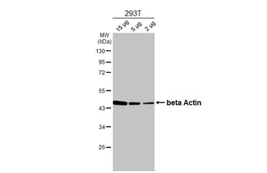 Anti-beta Actin antibody used in Western Blot (WB). GTX109639