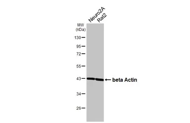 Anti-beta Actin antibody used in Western Blot (WB). GTX109639