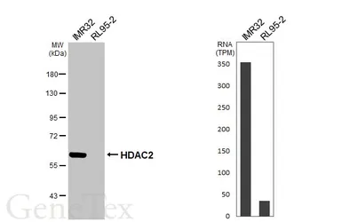 Anti-HDAC2 antibody used in Western Blot (WB). GTX109642