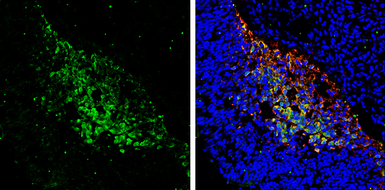 Anti-PGP9.5 antibody used in IHC (Frozen sections) (IHC-Fr). GTX109646
