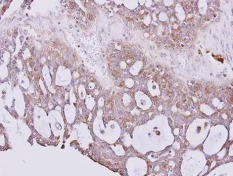 Anti-PGP9.5 antibody used in IHC (Paraffin sections) (IHC-P). GTX109646