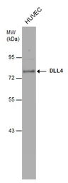 Anti-DLL4 antibody [N1N2], N-term used in Western Blot (WB). GTX109649