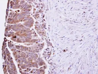 Anti-IL22 antibody used in IHC (Paraffin sections) (IHC-P). GTX109659