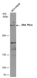 Anti-DNA-PKcs antibody [C3], C-term used in Western Blot (WB). GTX109673
