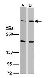 Anti-DNA-PKcs antibody [C3], C-term used in Western Blot (WB). GTX109673