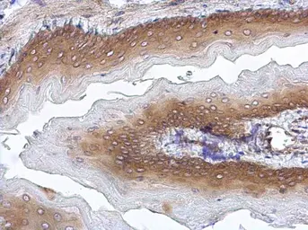 Anti-STUB1 antibody [C1C3] used in IHC (Paraffin sections) (IHC-P). GTX109676