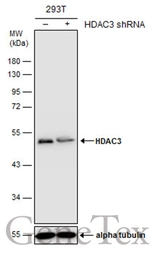 Anti-HDAC3 antibody [C3], C-term used in Western Blot (WB). GTX109679