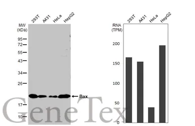 Anti-Bax antibody [N1N2], N-term used in Western Blot (WB). GTX109683