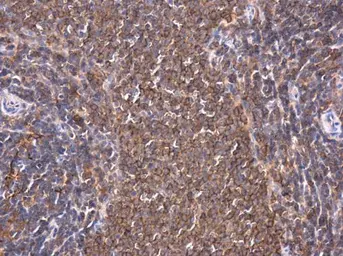 Anti-PKC theta antibody used in IHC (Paraffin sections) (IHC-P). GTX109690