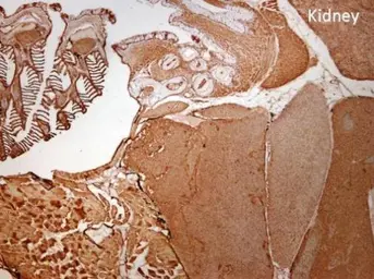 Anti-SMC1A antibody [N1N2], N-term used in IHC (Paraffin sections) (IHC-P). GTX109724