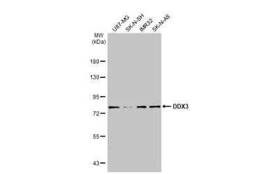 Anti-DDX3 antibody used in Western Blot (WB). GTX109727