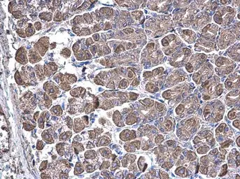 Anti-SUCLA2 antibody [N2C3] used in IHC (Paraffin sections) (IHC-P). GTX109728