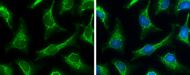 Anti-SUCLA2 antibody [N2C3] used in Immunocytochemistry/ Immunofluorescence (ICC/IF). GTX109728