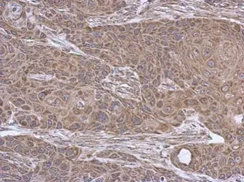 Anti-SUCLA2 antibody [N2C3] used in IHC (Paraffin sections) (IHC-P). GTX109728